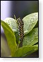 Papilio machaon koninginnenpage vlinder vlinders nederland insect insecten lepidoptera rups dagvlinder nachtvlinder mot motten pop larve